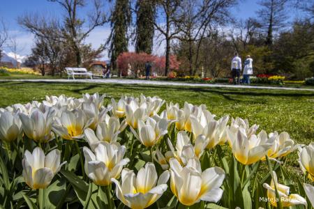 Spomladanska razstava Arboretum Volčji Potok Foto Mateja Račevski-18